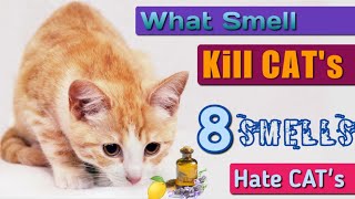 8 Smells Cats Hate the Most What Smell will Repel Cats DIY Cat Repellent Natural Cat Repellent [upl. by Retsub]