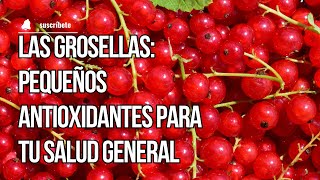 Las Grosellas Pequeños Antioxidantes para tu Salud General [upl. by Kappenne]