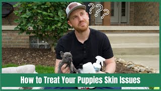 How to Manage Skin Issues For Your French Bulldog [upl. by Whittaker]