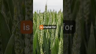 Cereals 2024 UK wheat area set for big bounce back farming Cereals24 [upl. by Yajnas]