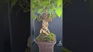 Shohin Bonsai mit wunderschönen gedrehten Wurzeln  Malpighia Glabra [upl. by Gruchot]