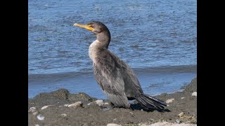 Wow How will this Doublecrested Cormorant swallow that big fish [upl. by Dnalon]