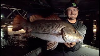 MANGROVE JACK FISHING  Gold Coast [upl. by Dnalyram]