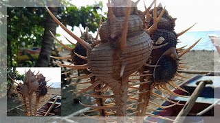 MUREX SNAIL  VENUS COMB  RARE SEA SNAIL [upl. by Vladamar457]