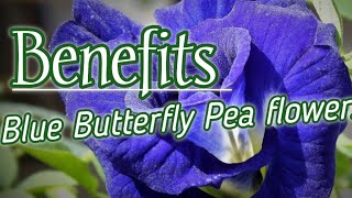 Health benefits of Blue Butterfly Pea flowers  Clitoria Ternatea  Herbal [upl. by Erdnoed]