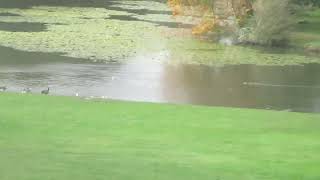 The Pond At Leigh Park Gardens And a Sheep Dog [upl. by Wit]