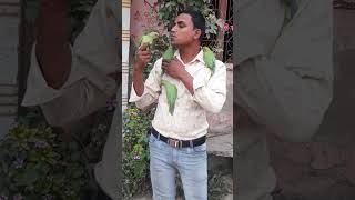 Dosti Me Dhokha😔Sad friends parrot funny shortsfeed [upl. by Aldos445]