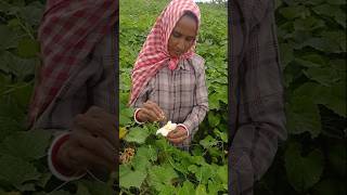 Hand Pollination of Spine Gourd  Teasle Gourd  Kakrol shorts [upl. by Rawden]