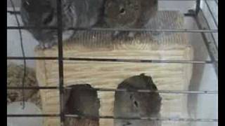 Degu chinchilla and prairie dog together [upl. by Picker61]