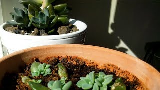 Succulent Propagation TimeLapse [upl. by Aicargatla777]