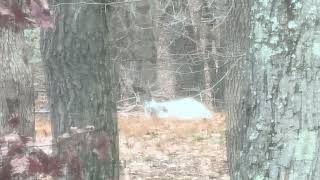 Albino deer 🦌 spotted in Caves Valley in Owings Mills Maryland 🇺🇸 [upl. by Haidej]