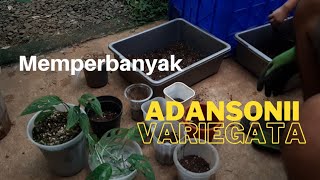 MONSTERA ADANSONII JANBOL VARIEGATA  MEMEPERBANYAKCUTTING AroidPlants EPS1 [upl. by Sheepshanks]