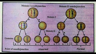 Importance of meiosis nondisjunction and cell death [upl. by Nara]