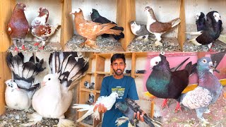 Fancy Kabootar Special  Fancy Pigeon Loft  Indian Fantail  Nagpur Fancy Kabootar [upl. by Hguh]