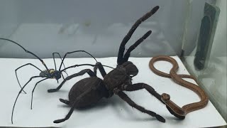 Giant Tarantula vs Snake vs Spider  What happened [upl. by Weisberg]