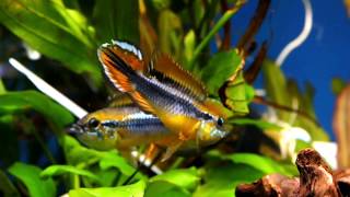 Apistogramma agassizii [upl. by Rosamund505]