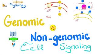 Gprotein Gq Gs Gi JAKSTAT RTK NRTK — Genomic vs NonGenomic actions — Cell Signaling [upl. by Tiana]