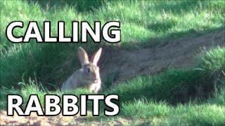 The mystic art of calling rabbits [upl. by Prisilla]