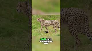 Natures Speed Demons The Fastest Animals Explained animaltrainingfundamentals facts [upl. by Bailey]