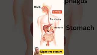 Digestive system 3D Animation [upl. by Leila795]