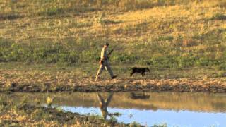 Mourning Dove Hunting Iowa DNR [upl. by Ader]