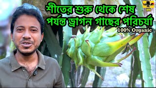 শীত কালে ড্রাগনের কেমন পরিচর্যা করবেন  How to care for dragons in winter [upl. by Daveta]