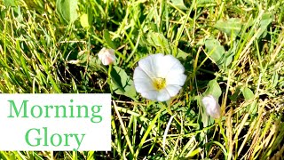 How to Kill Morning Glory  Bindweed in My Lawn [upl. by Rehpretsirhc]