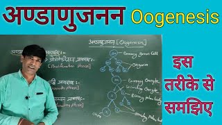 अण्डाणुजनन Oogenesis युग्मकजनन Gametogenesis [upl. by Yetta]