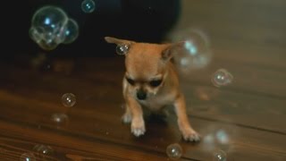 Chihuahua Bubbles  Some Cute Slow Motion [upl. by Lebam]