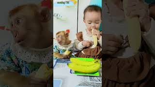 baby Bear and monkey Titi enjoy eating bananas together monkeybaby cute shortsvideo [upl. by Daniels994]