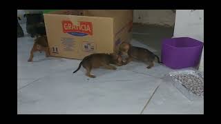 4 filhote de cachorro pinscher a venda 81 997146403 [upl. by Cheston]