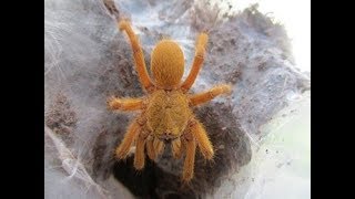 Fütterung einiger Vogelspinnen und Scolopendra subspinipes  Exotik Tv [upl. by Alys]