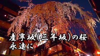 産寧坂の桜（三年坂の桜）は永遠に 小室めぐ宝の切なく美しいヒーリングミュージックにのせて [upl. by Lauro]