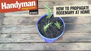 How To Propagate Rosemary With Cuttings [upl. by Soloma482]