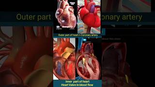 Heart anatomyInner and outer parts of heart shortsyoutubeshortviralshorts [upl. by Nosredneh]