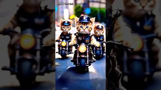 Bike racing for cat 🐈😺 shorts cat viralshorts [upl. by Filahk]