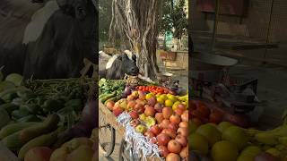 अंकल का सब्ज़ी गाय माता खा गई😱🥲humanity respect helping trending viralvideo youtubeshorts [upl. by Yemane]