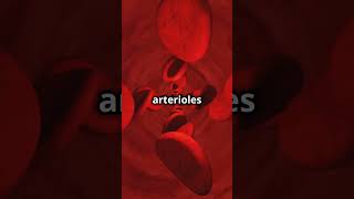 Understanding Arteries The Lifelines of Our Body [upl. by Enitsej]