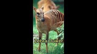 Zebra Duiker shorts zebra duikerduikerzebra [upl. by Shaylyn]