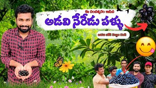 Black Jamun Fruits in My Village Near Forest  అడవి నేరేడు పండ్లు  Neredu Pandu Health Benefits [upl. by Fanestil]