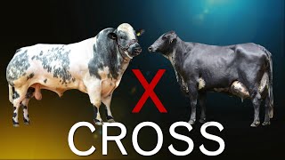 14 Worlds Largest Cattle Crossbreeds [upl. by Channa]