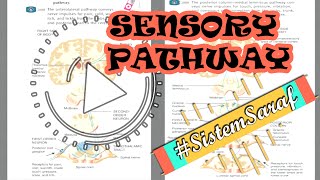 SENSORY PATHWAY Jaras Sensorik ALS amp Posterior ColumnMedial Lemnicus SistemSaraf [upl. by Berghoff857]