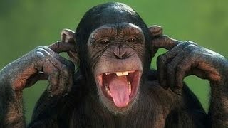 Arent monkeys just the funniest  Funny monkey compilation [upl. by Issy841]