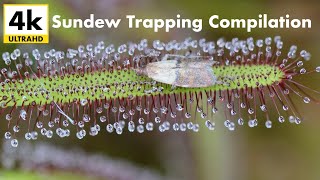 4k Sundew Trapping Compilation  Sundew vs Moths [upl. by Bibi772]