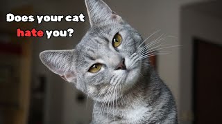 Does your cat hate you 6 Signs to help you decide [upl. by Hasty]