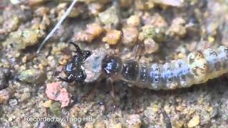 Fishing larvae of tiger beetles [upl. by Rosaleen262]