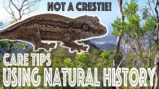 Improving Gargoyle Gecko Care With Natural History [upl. by Cleodell]