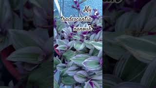 tradescantia nanouk beautifulflowers plantsmakepeoplehappy plantitasandplantitos [upl. by Ddart]