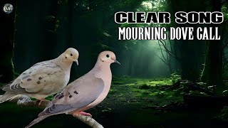 Mourning Dove call  Amazing Coo Call  Mourning Dove Song [upl. by Ashly804]