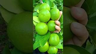 🌿Fast Track of Growing Lemon Trees by Air Layering lemontree gardening [upl. by Roslyn406]